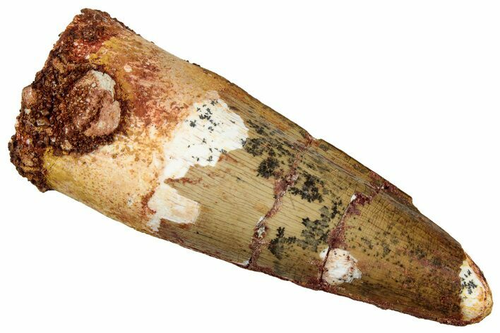 Fossil Spinosaurus Tooth - Real Dinosaur Tooth #327853